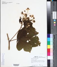 Montanoa hibiscifolia image