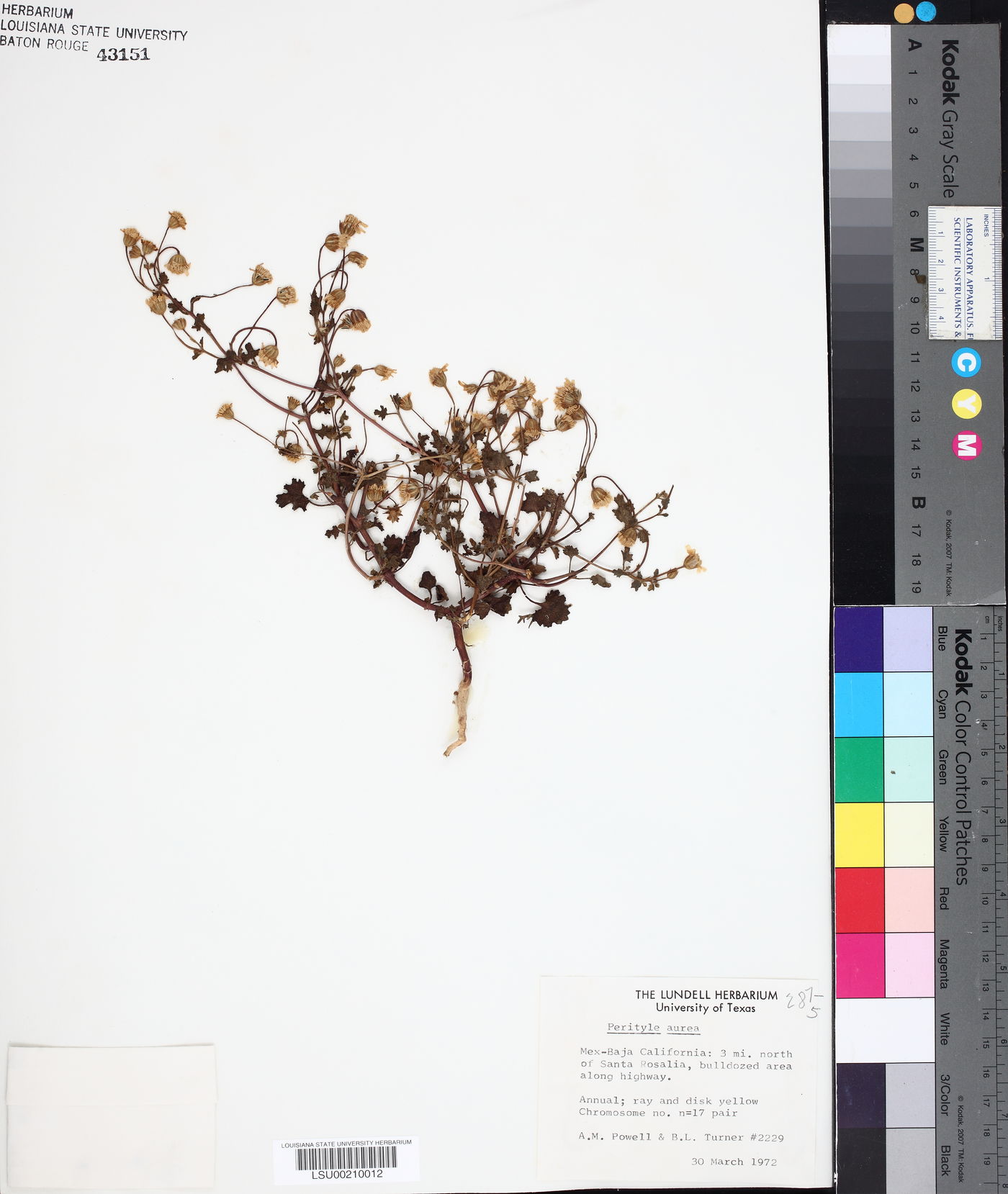 Perityle aurea image