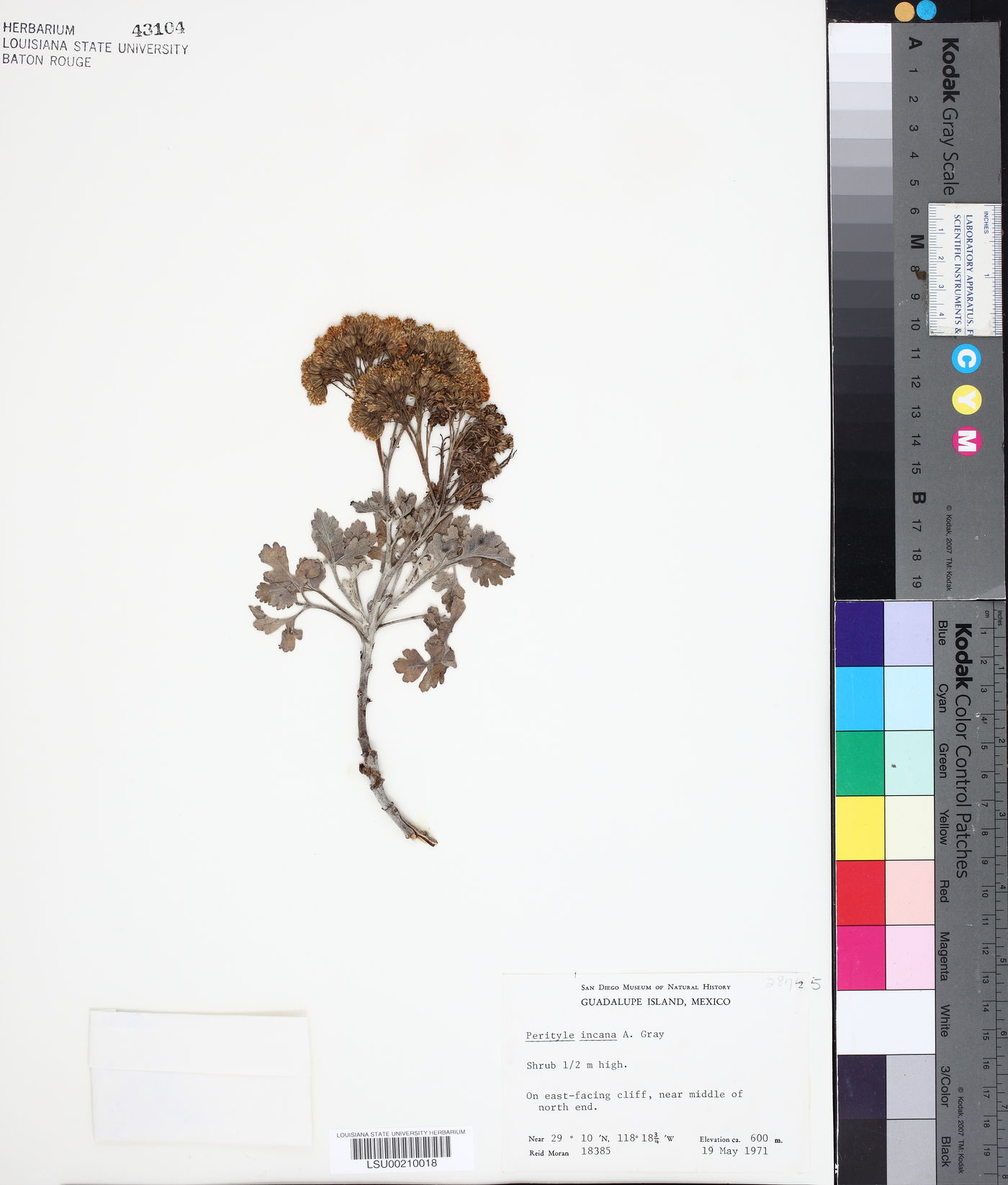 Perityle incana image