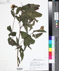 Image of Smallanthus quichensis