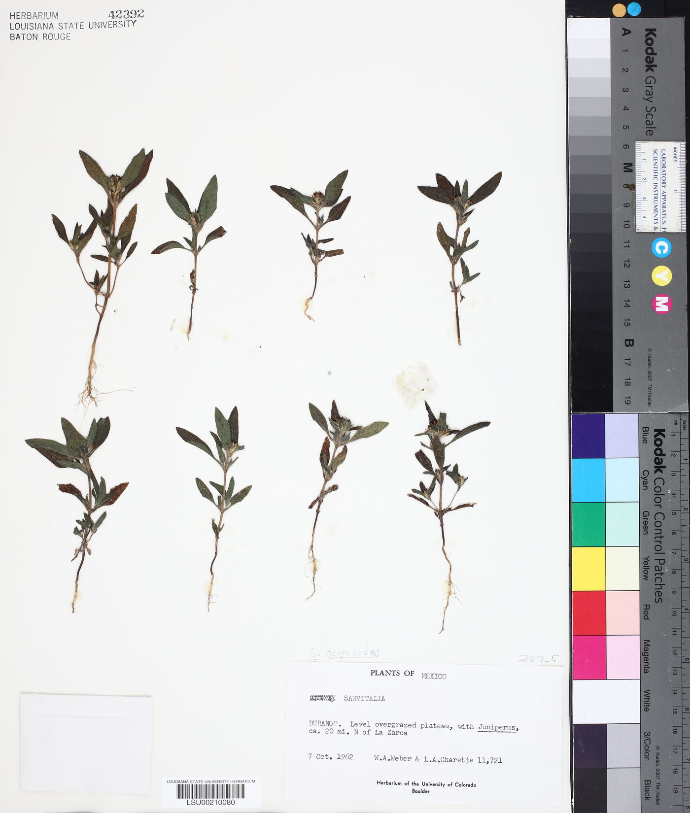 Sanvitalia ocymoides image