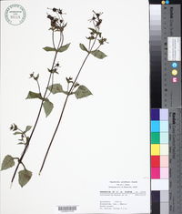 Sigesbeckia jorullensis image