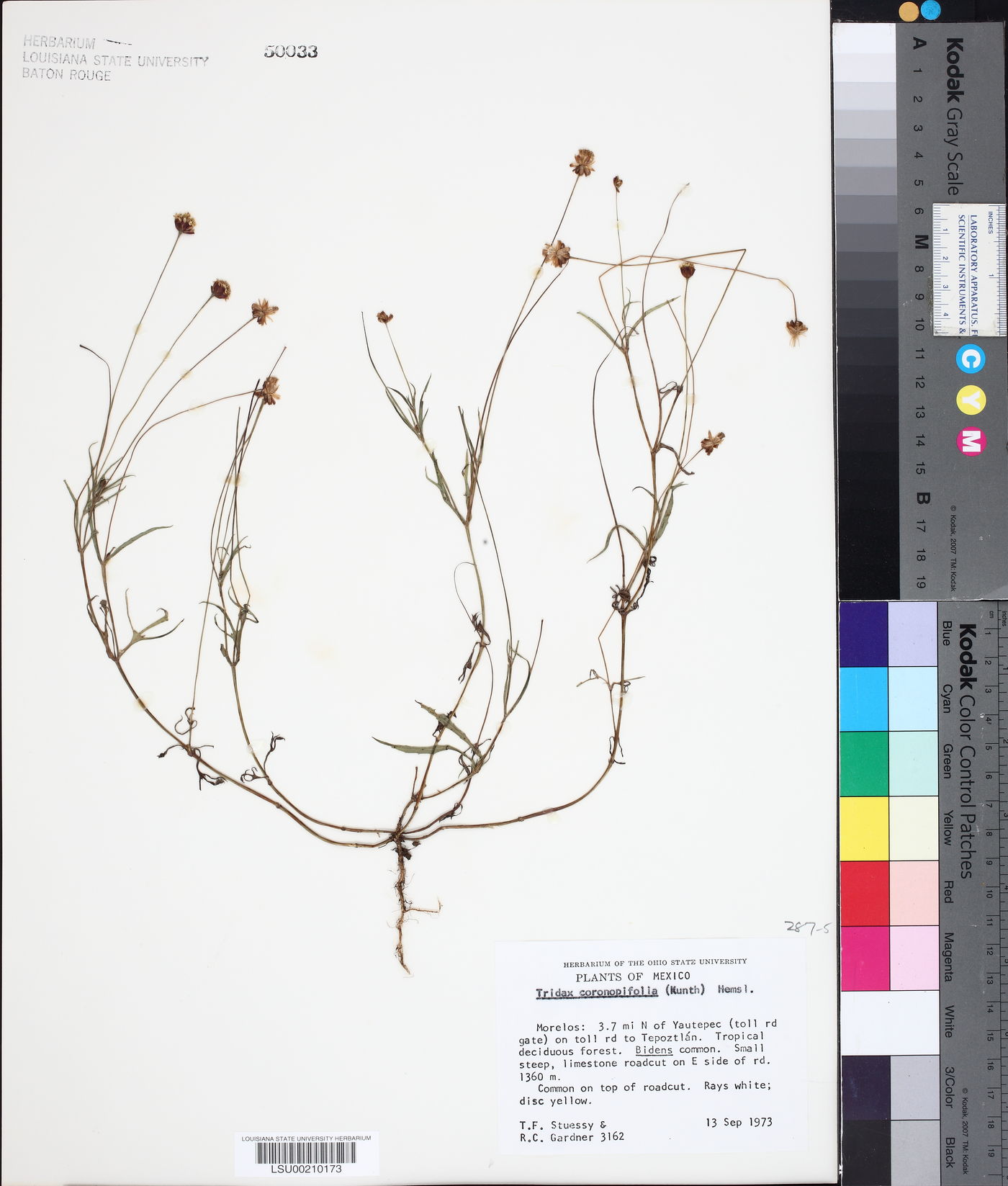 Tridax coronopifolia image