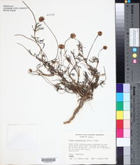Tridax coronopifolia image