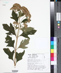 Verbesina allophylla image