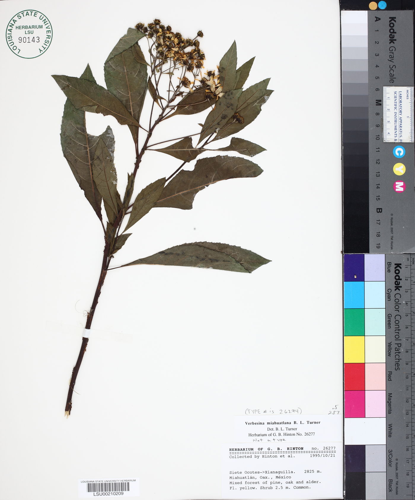 Verbesina miahuatlana image