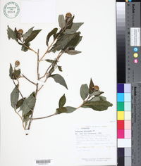 Image of Verbesina auriculata