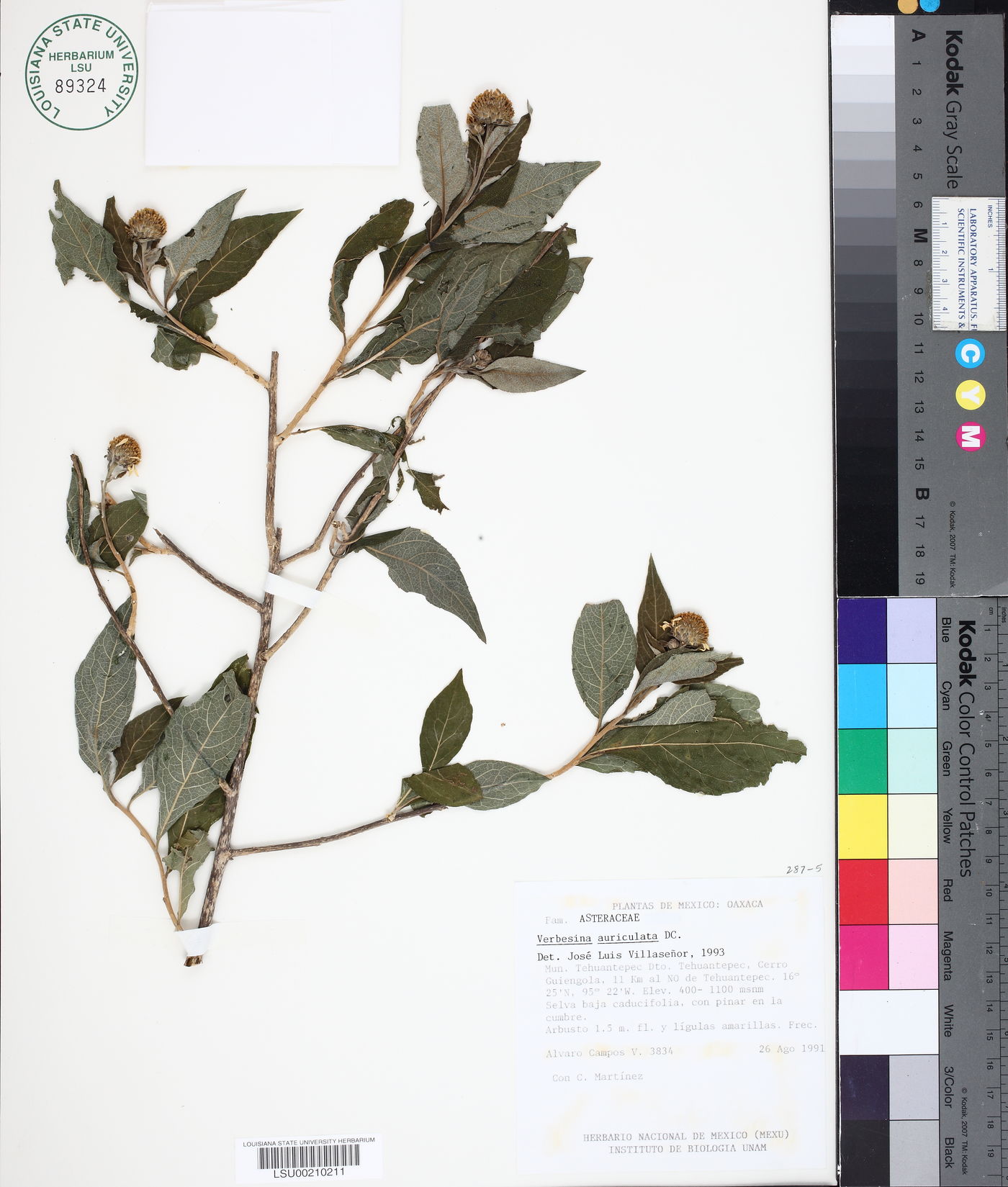 Verbesina auriculata image