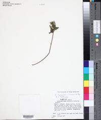Zexmenia lantanifolia image