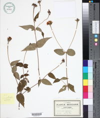 Image of Lasianthaea crocea