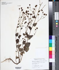 Florestina platyphylla image