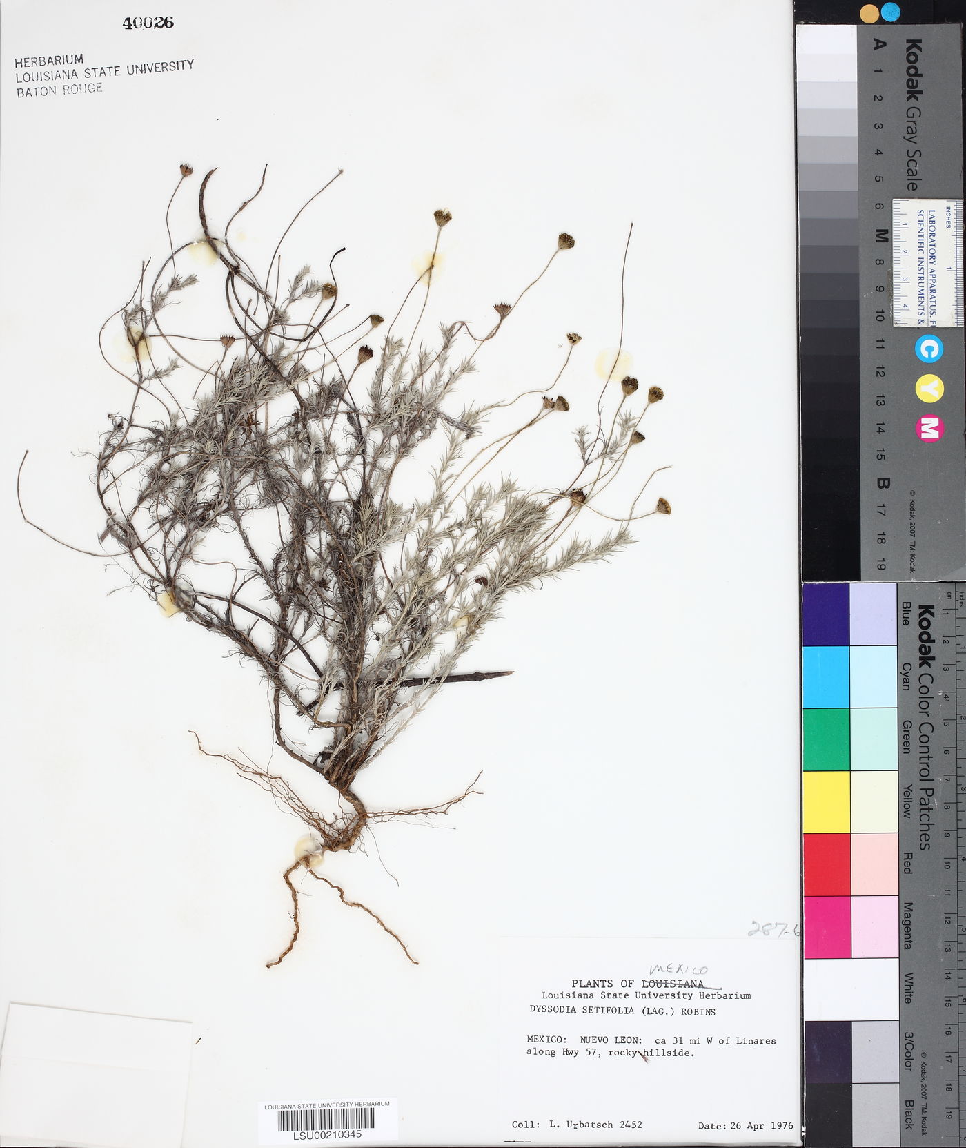 Thymophylla setifolia var. setifolia image