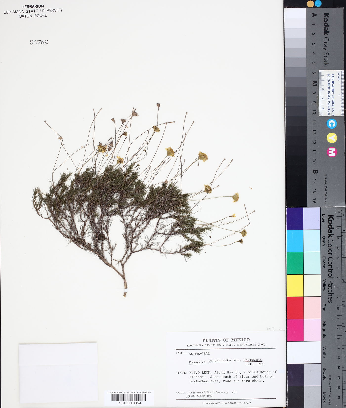 Thymophylla pentachaeta var. hartwegii image