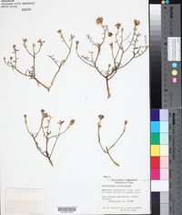 Porophyllum crassifolium image