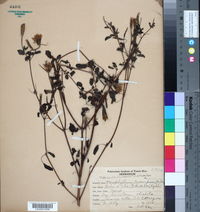 Image of Porophyllum leucospermum