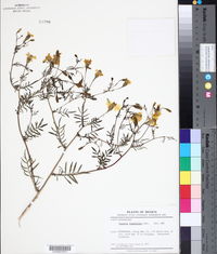 Tagetes terniflora image