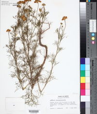 Image of Hymenoxys chrysanthemoides