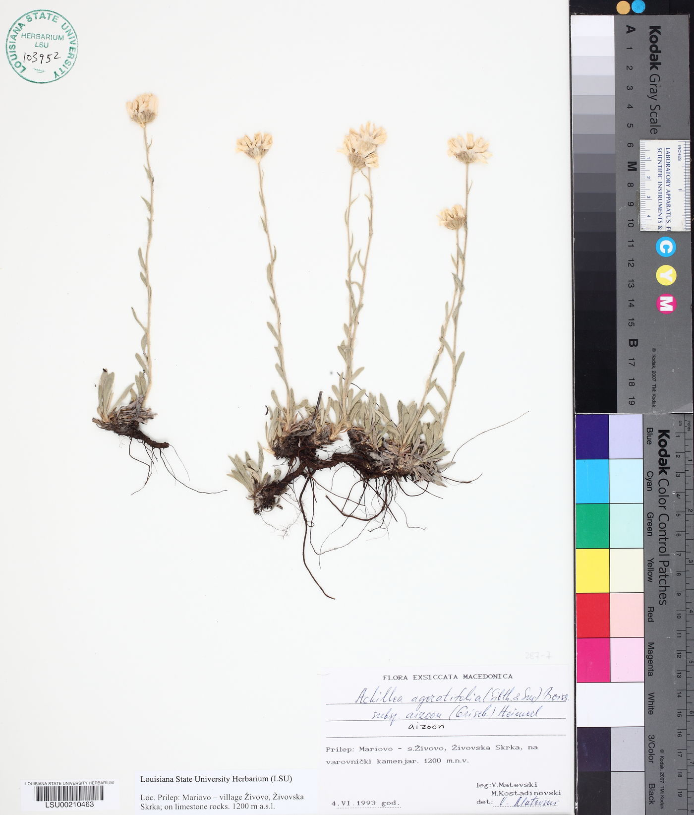 Achillea ageratifolia subsp. aizoon image