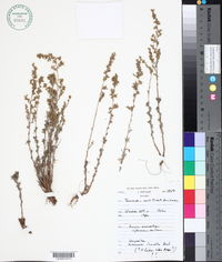 Image of Artemisia inculta