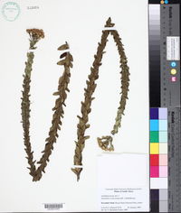 Media resource of Inulanthera leucoclada