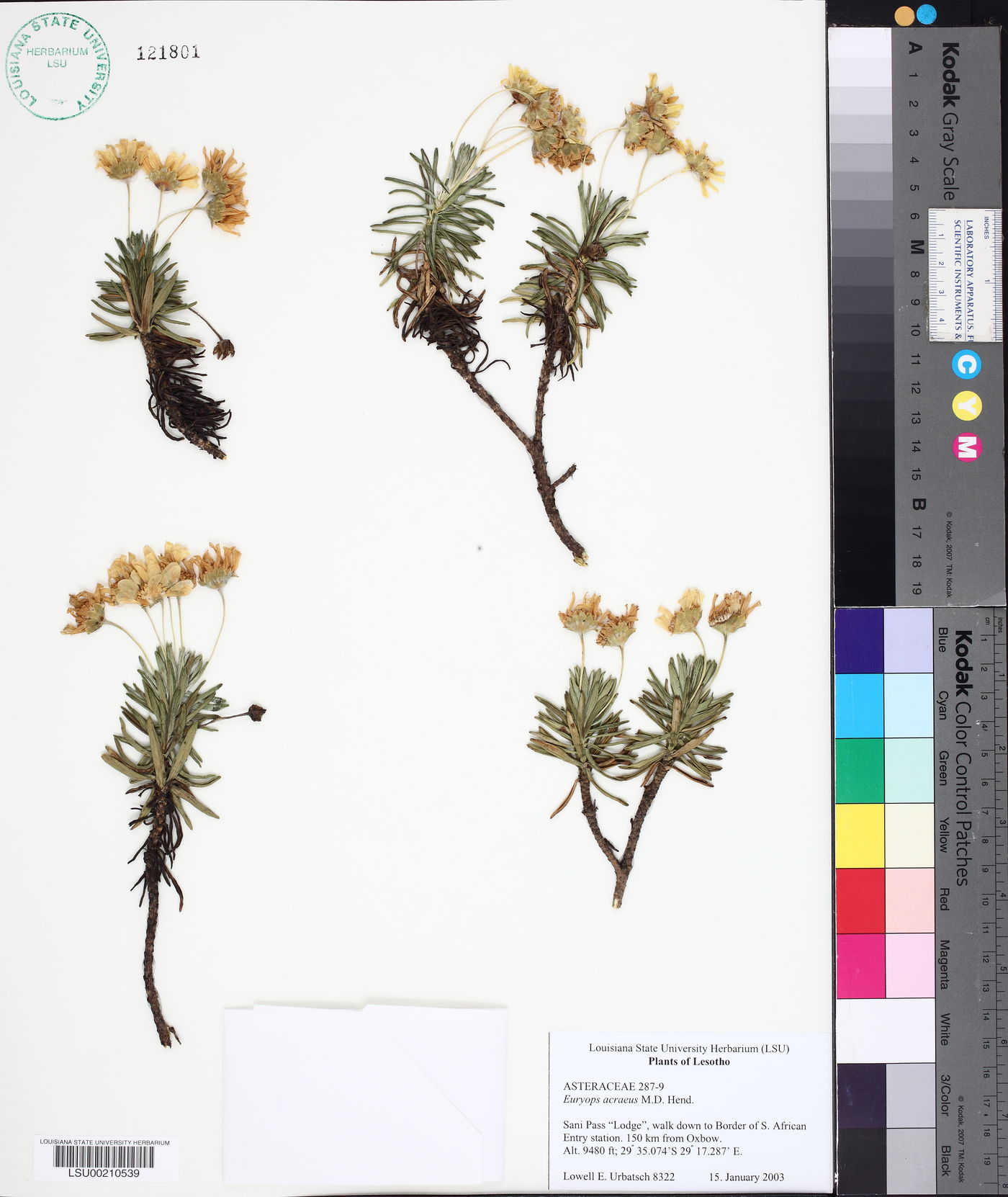 Euryops acraeus image