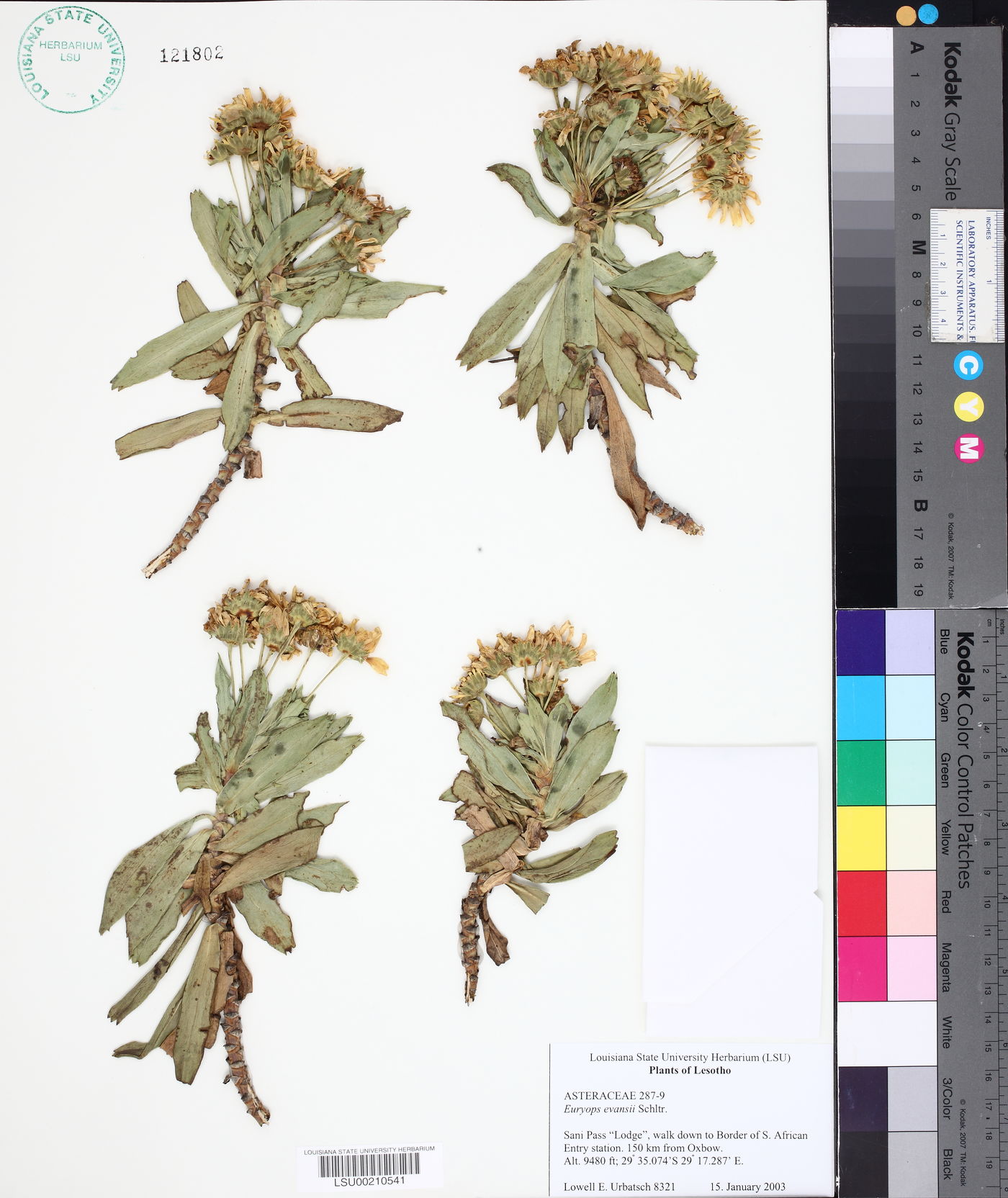 Euryops evansii image