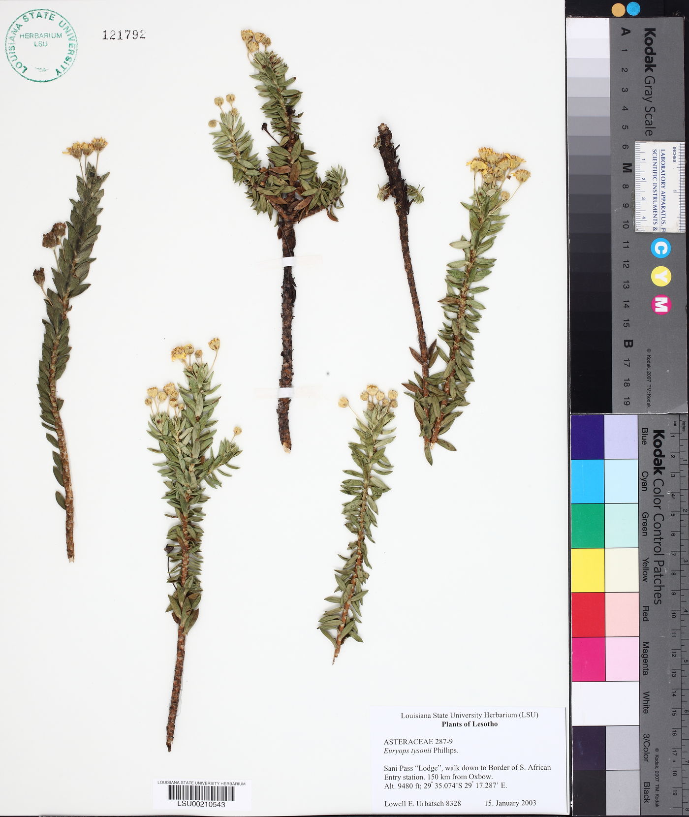 Euryops tysonii image