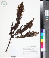Image of Monticalia arbutifolia