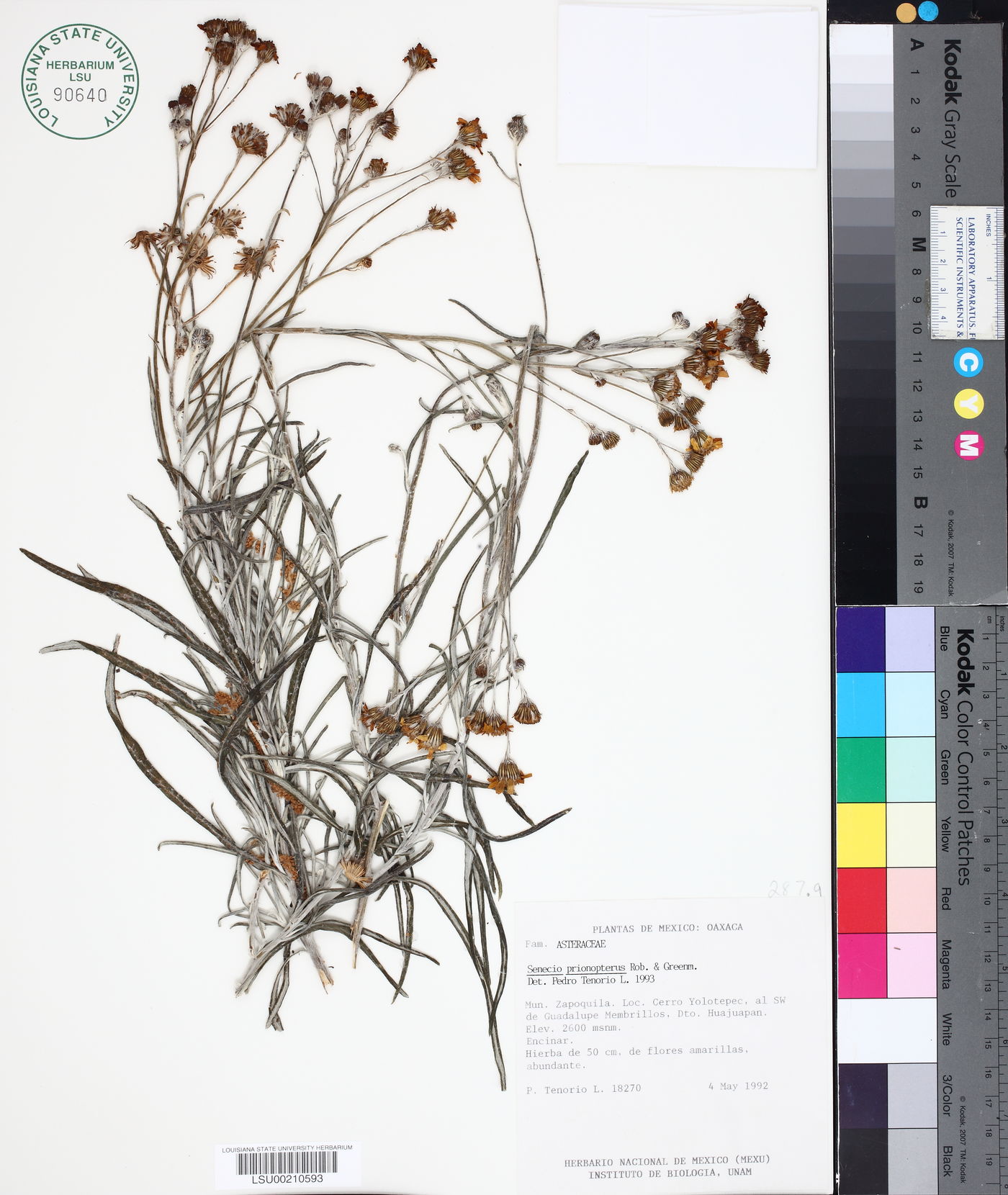 Senecio prionopterus image