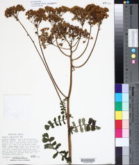 Senecio sanguisorbae image