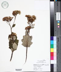 Senecio sinuatus image