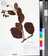 Pentacalia huilensis image