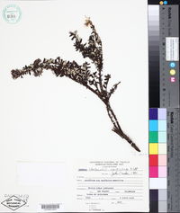 Image of Monticalia verticillata