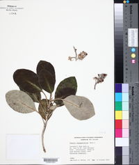 Brachyglottis elaeagnifolia image