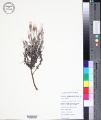 Staehelina dubia image