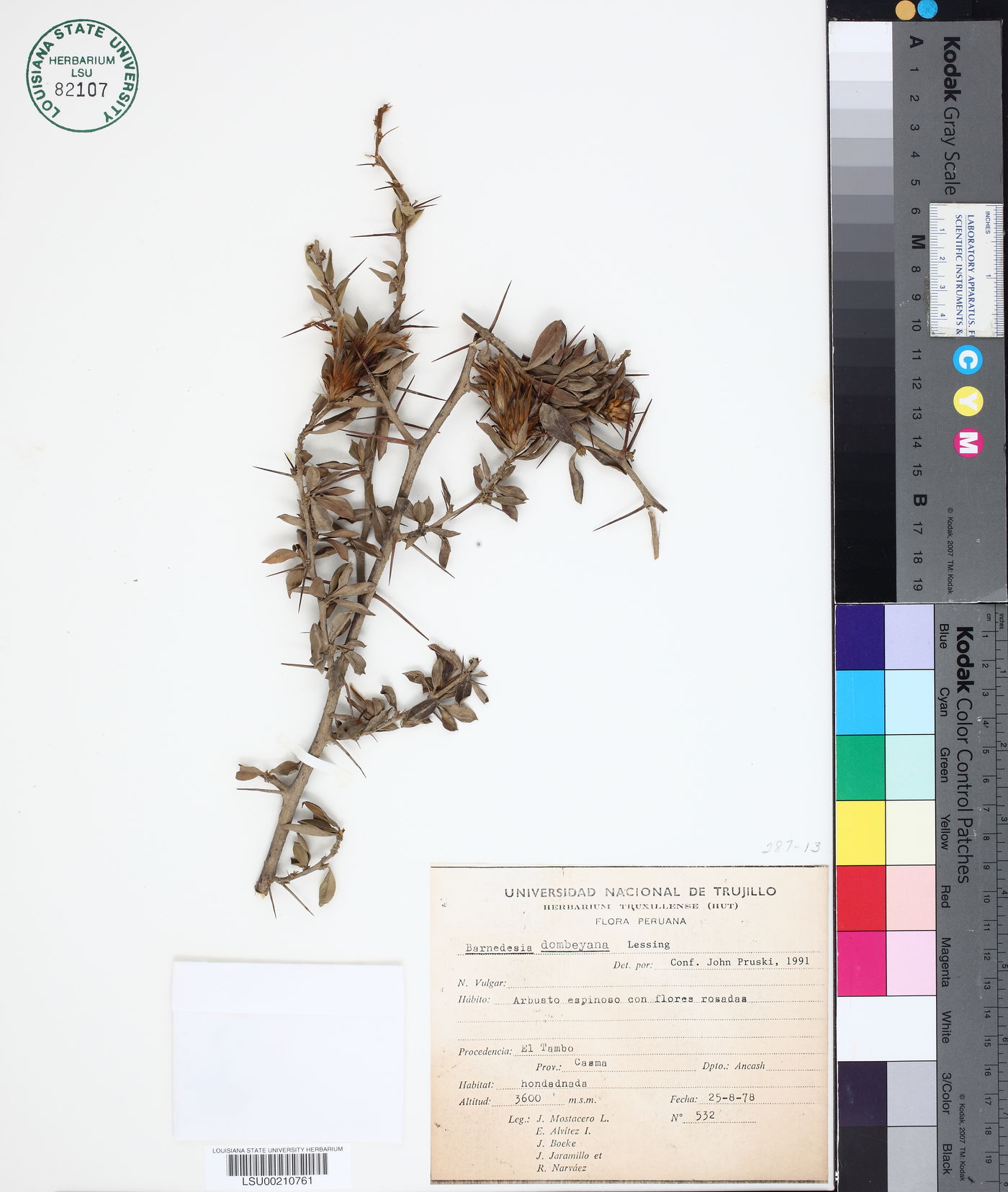 Barnadesia dombeyana image