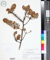 Image of Dasyphyllum argenteum