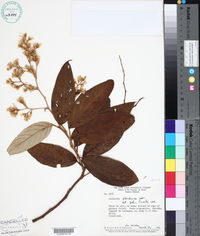 Image of Gochnatia floribunda