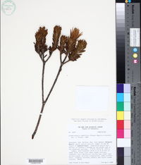 Image of Stomatochaeta cymbifolia