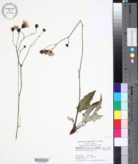 Hieracium macdonaldii image