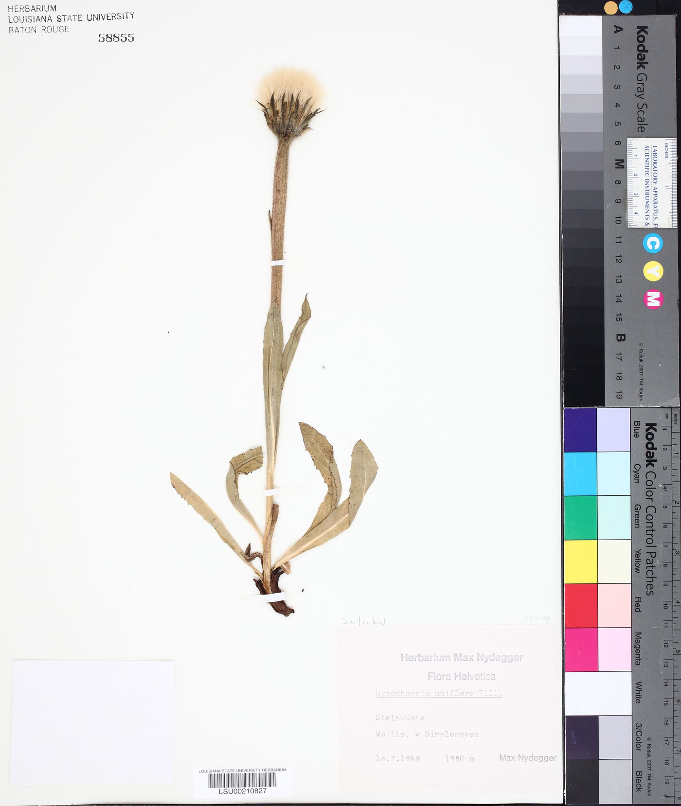 Hypochaeris uniflora image
