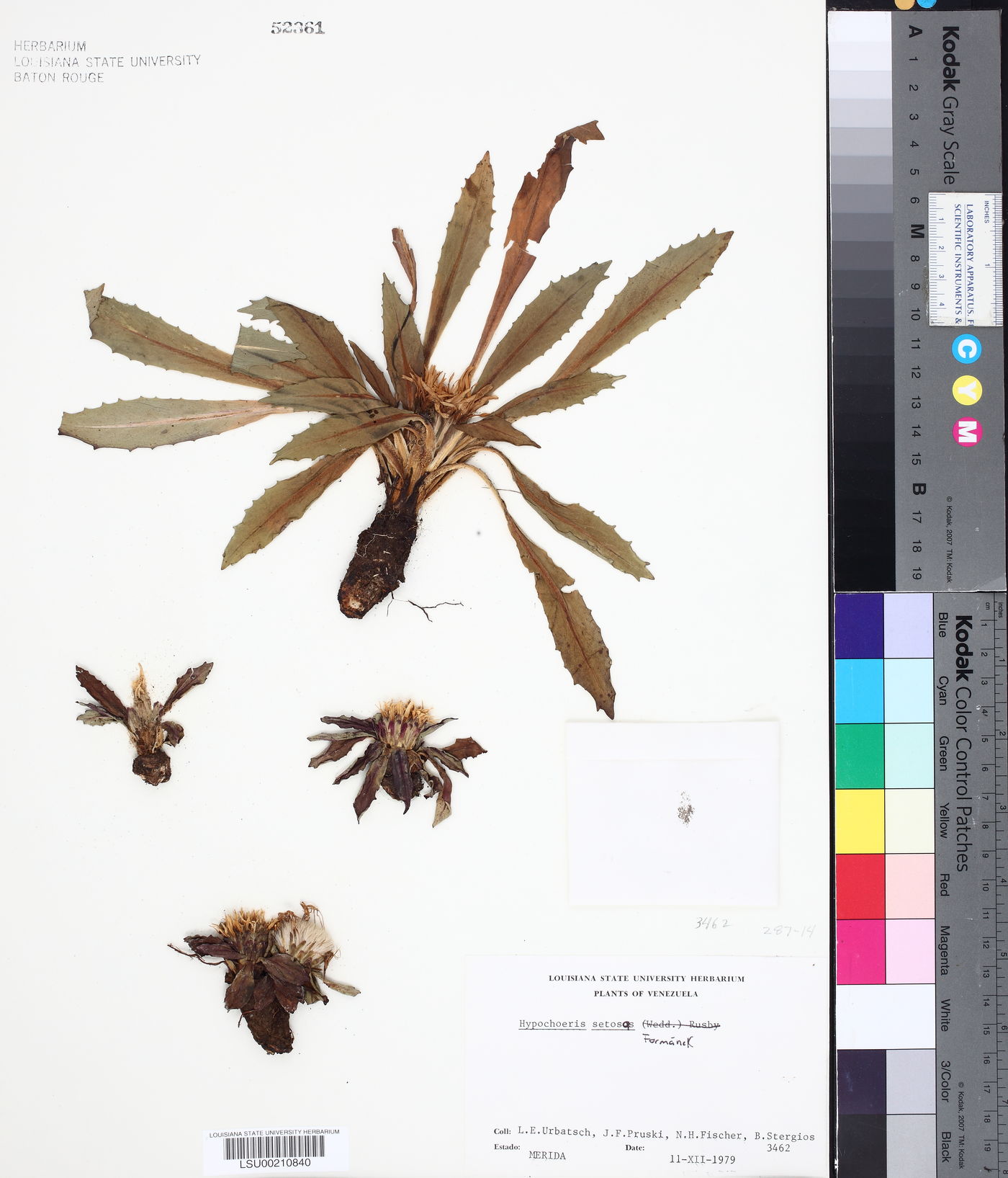 Hypochaeris setosa image