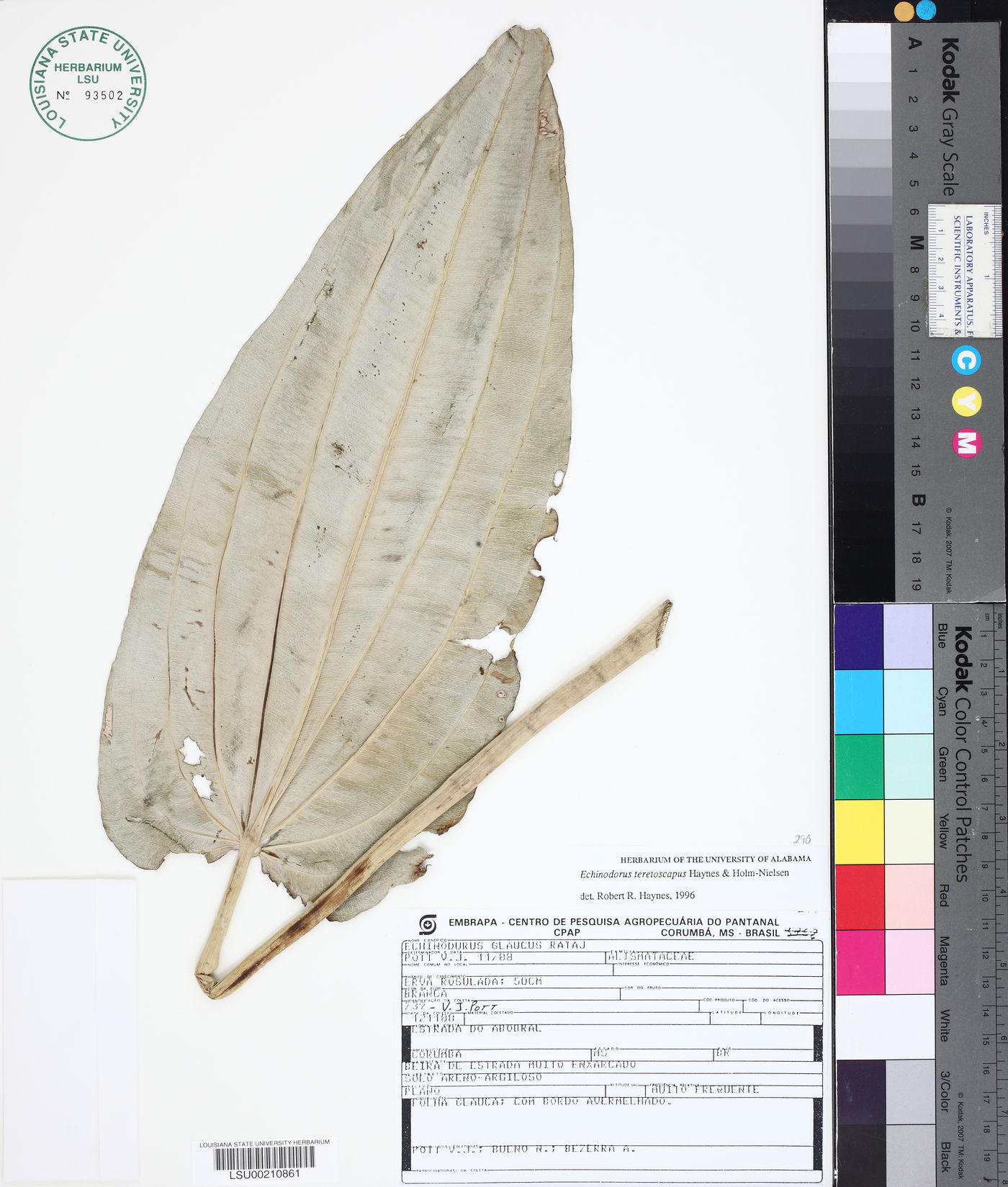 Echinodorus glaucus image