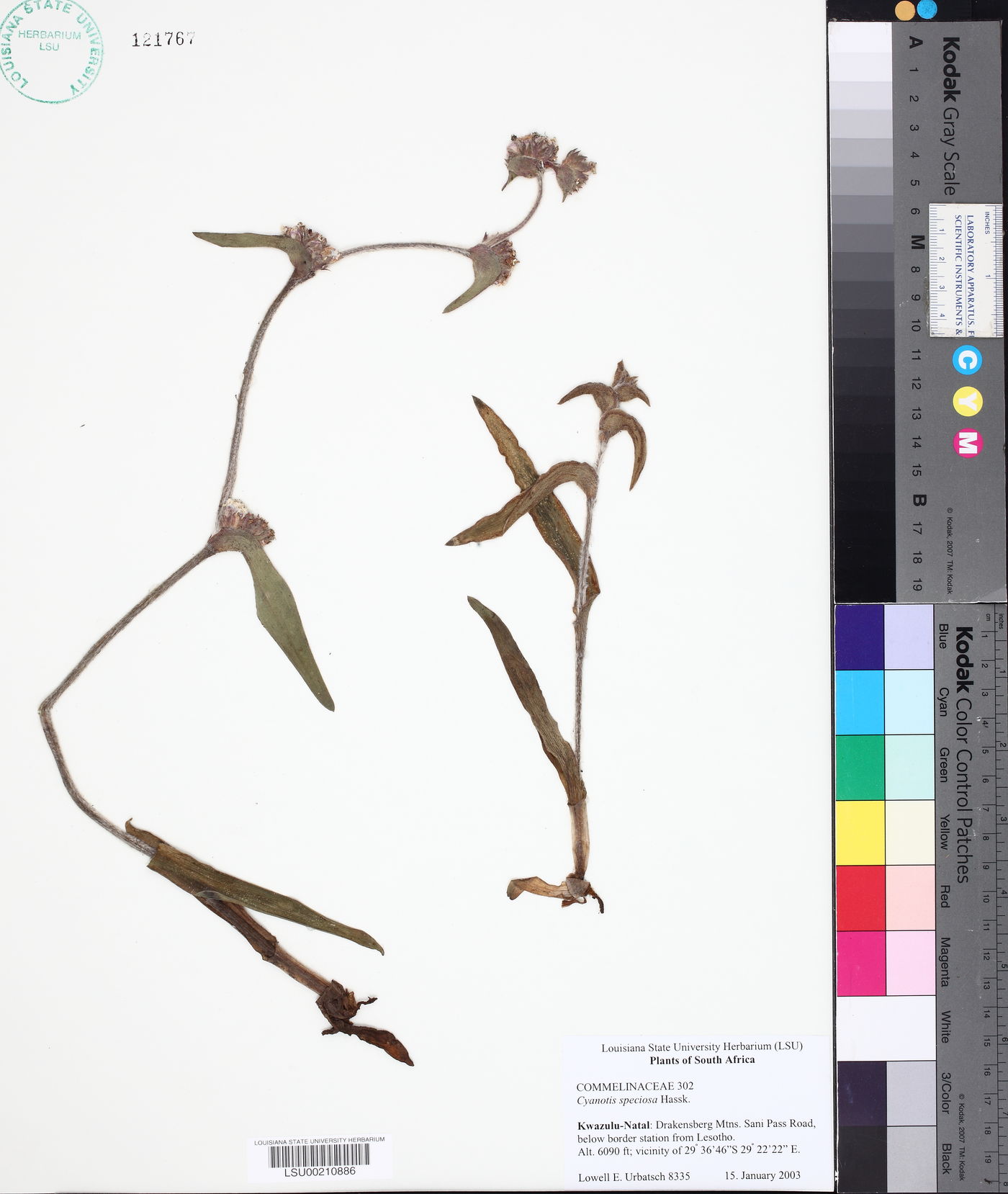 Cyanotis speciosa image