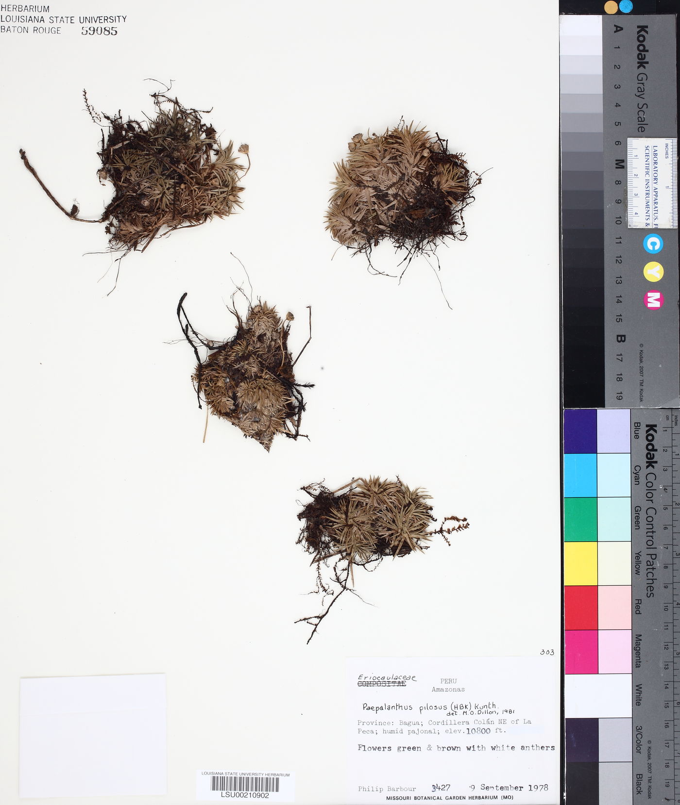 Paepalanthus pilosus image