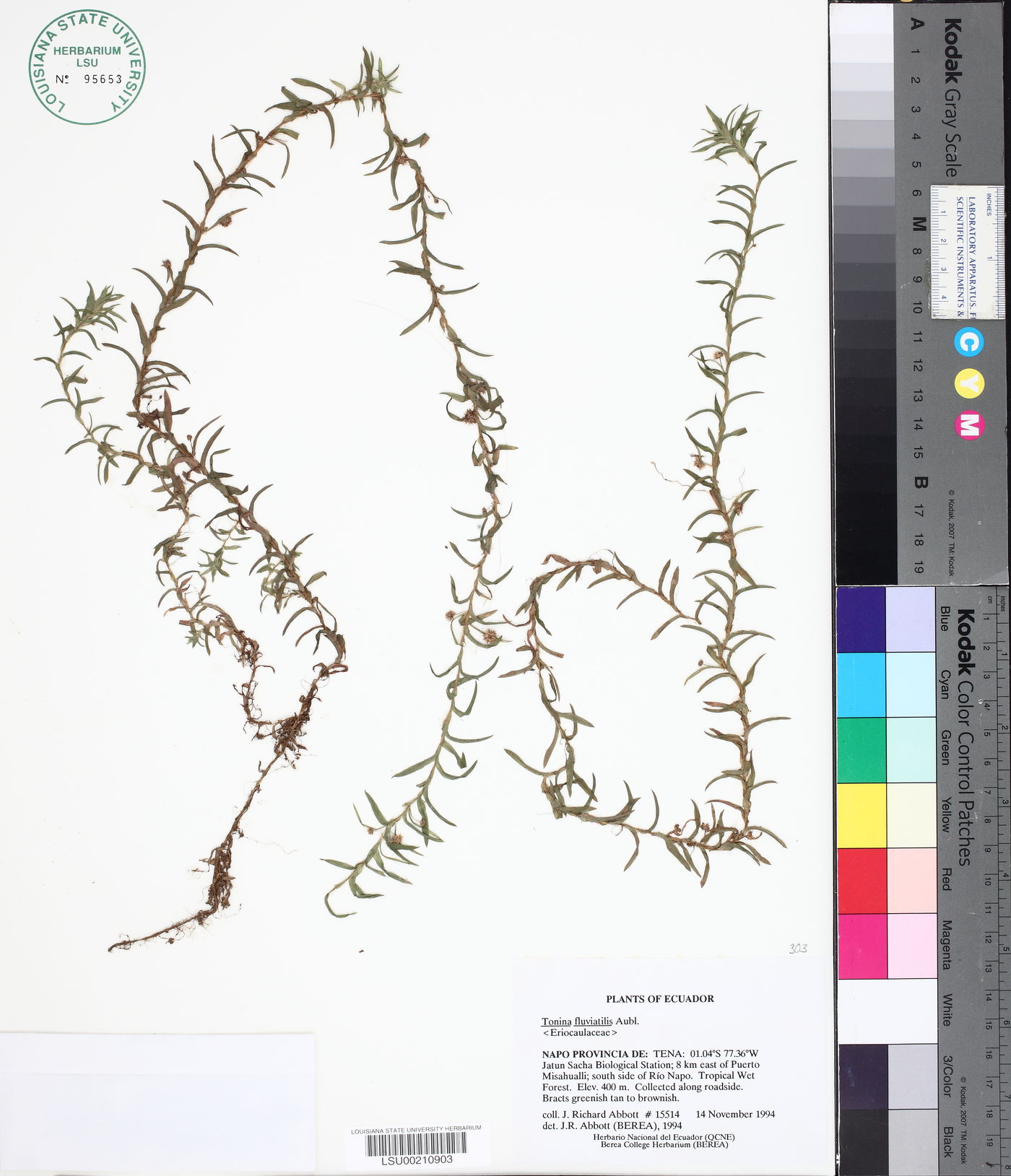 Tonina fluviatilis image