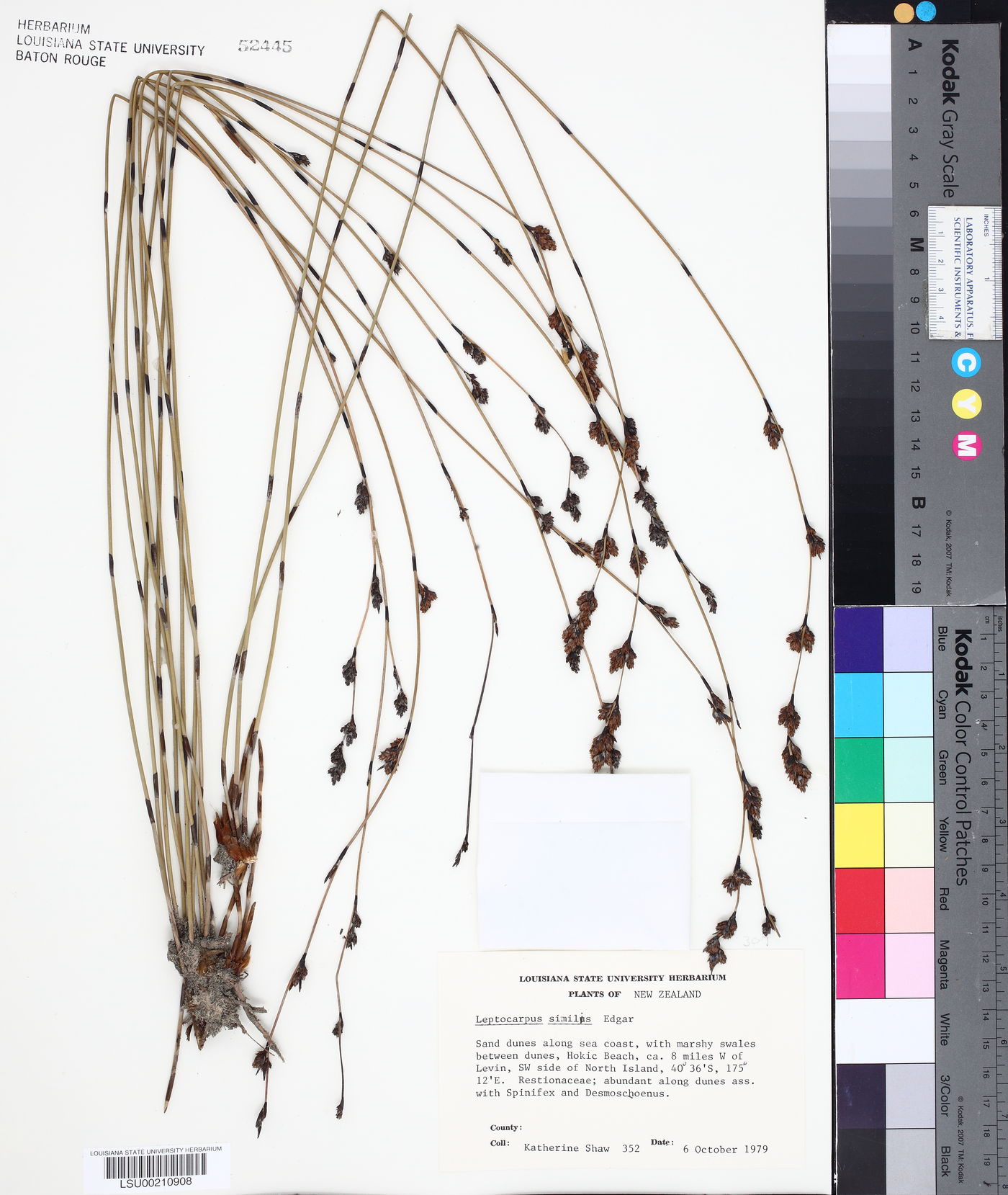 Apodasmia similis image