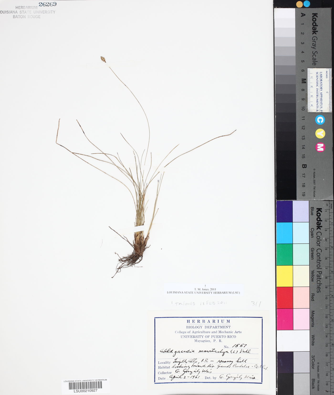 Abildgaardia monostachya image