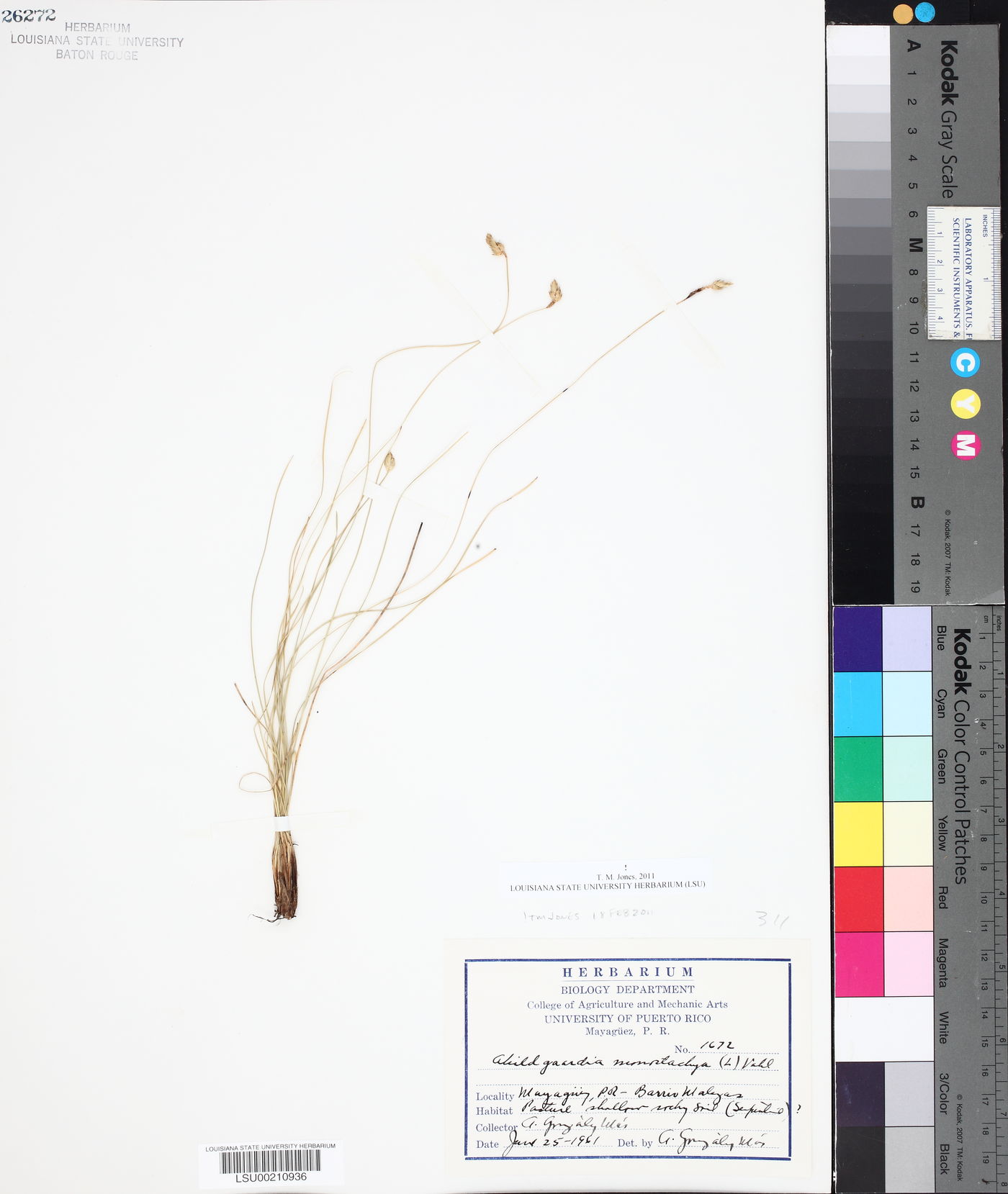 Abildgaardia monostachya image