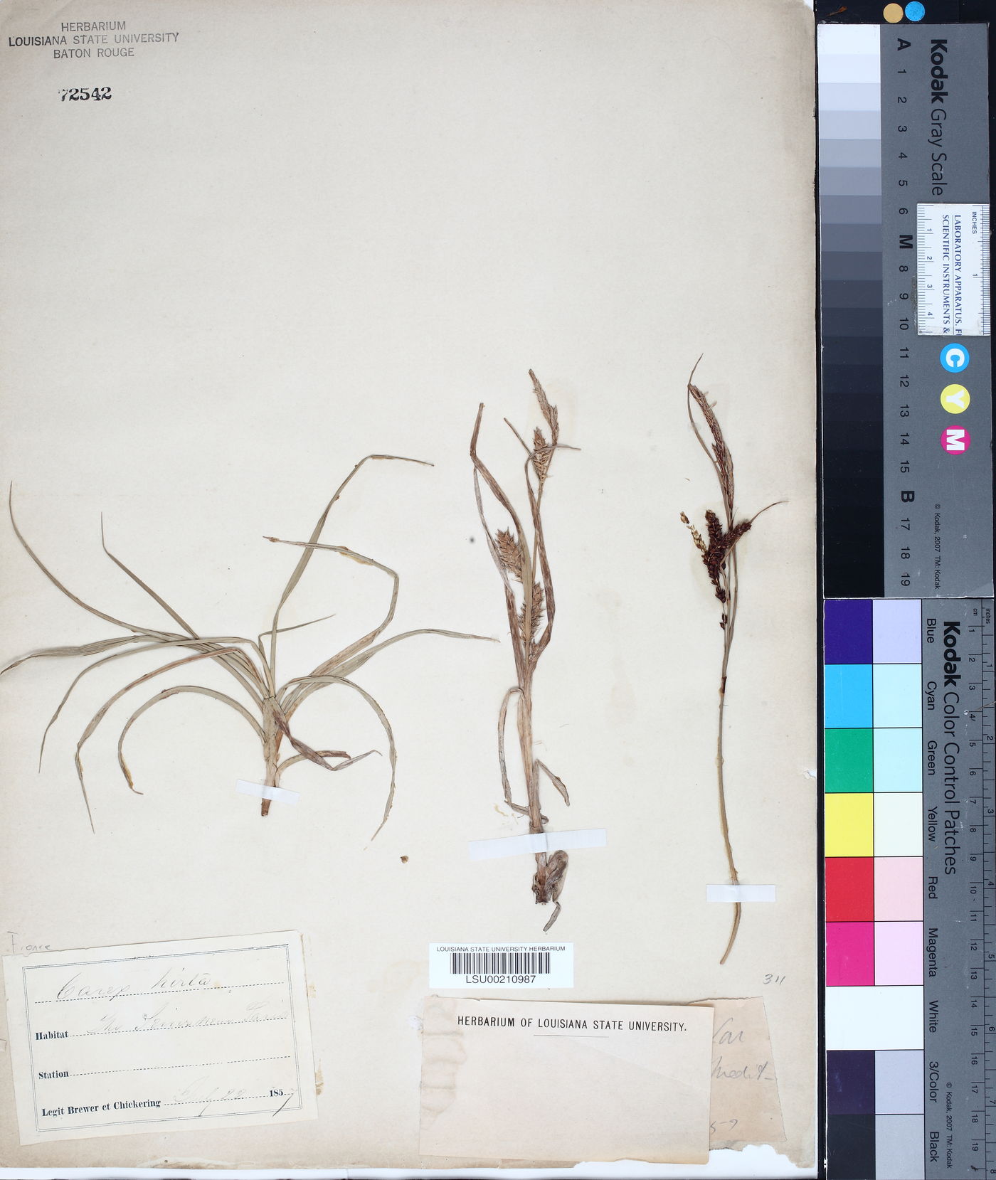 Carex hirta image